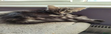 Silver tabby girl