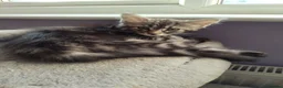 Maine Coon cats for sale: beautiful Maine coon kittens (2 poly) - Advert 3