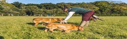 Labrador Retriever dogs for stud: Proven, Dark Fox Red, DNA Clear Labrador Stud in Evesham - Advert 6