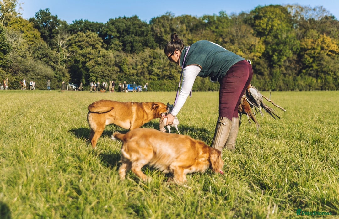 Labrador Retriever dogs for stud: Proven, Dark Fox Red, DNA Clear Labrador Stud in Evesham - Advert 6