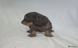 Doxiepoo dogs for sale: Adorable PRA clear daxipoos hypoallergenic  - Image 17