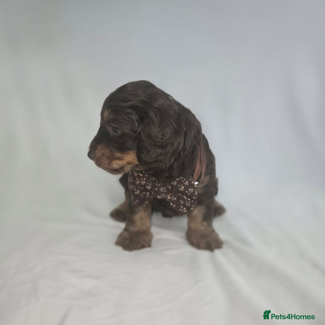 Doxiepoo dogs for sale: Adorable PRA clear daxipoos hypoallergenic  - Image 17