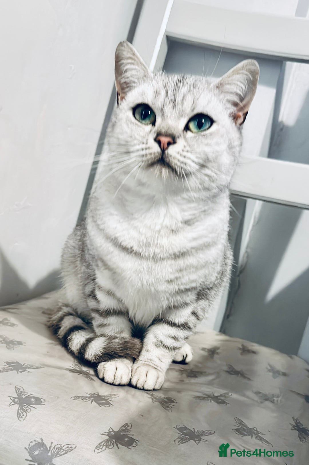 British Shorthair cats for sale: 1 Smoky Female British shorthair  - Image 8