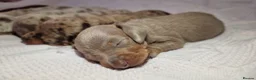 Miniature Dachshund dogs for sale: Beautiful daschund babys ❤️❤️ - Advert 9