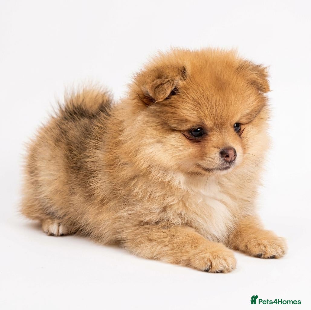 Pomeranian dogs Pomeranian puppy female  - Advert 4
