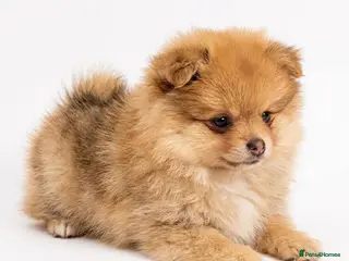 Pomeranian dogs Pomeranian puppy female - Advert 4