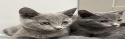 Russian Blue cats for sale: Stunning GCCF Russian Blue Kittens  - Advert 10