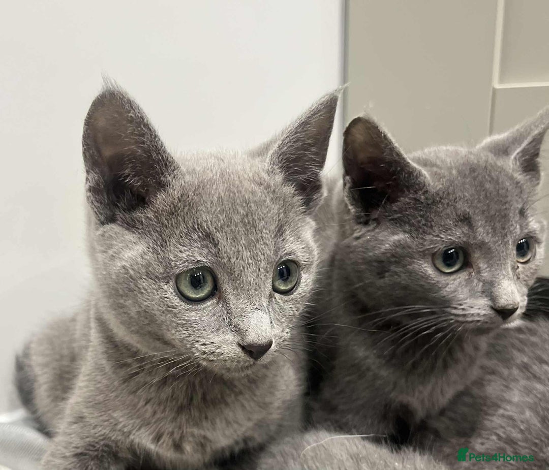 Russian Blue cats for sale: Stunning GCCF Russian Blue Kittens  - Advert 10