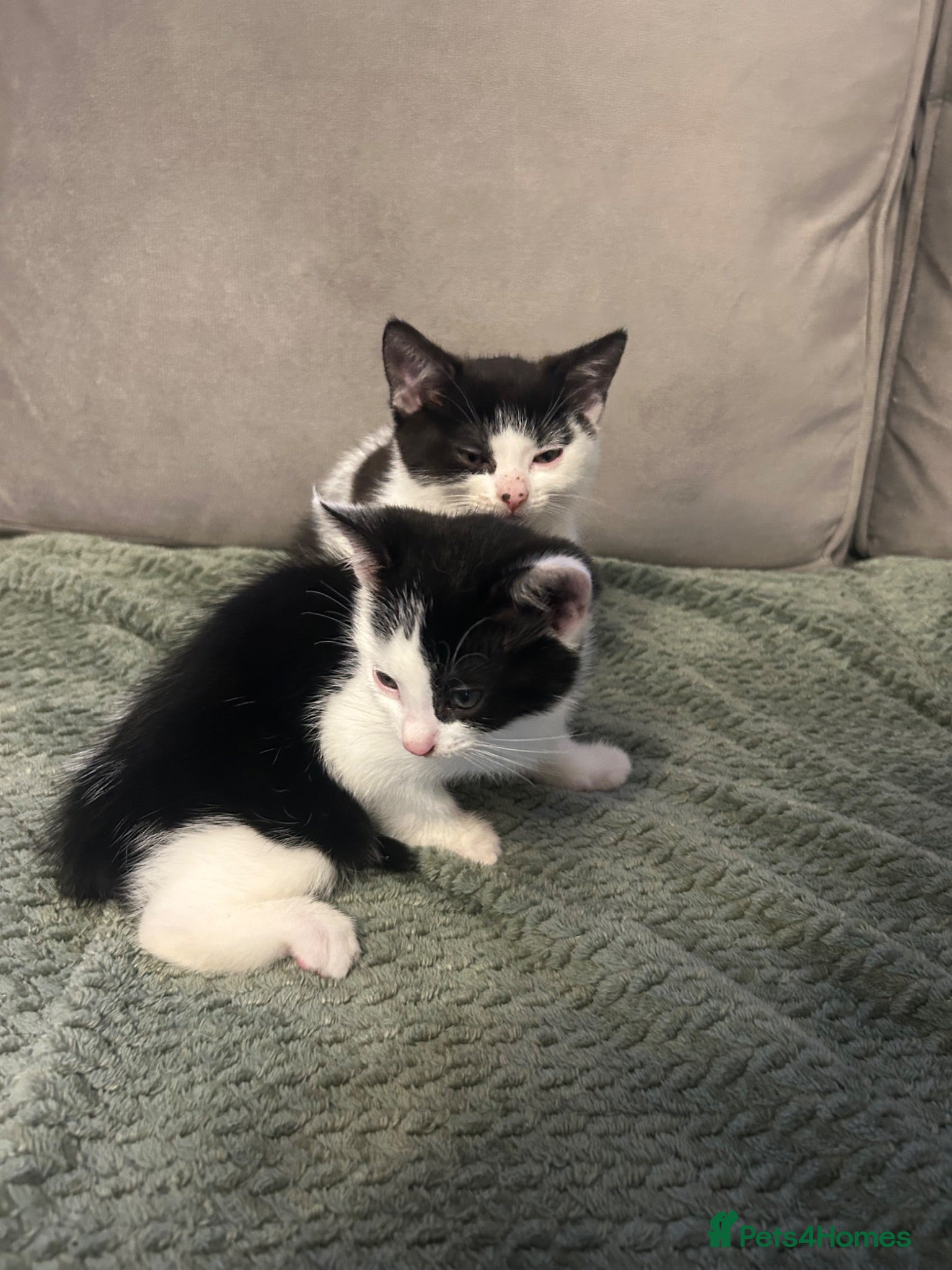 Mixed Breed cats Black and white kittens  - Advert 1