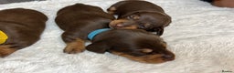 Dachshund dogs for sale: LAST ONE- Dachshund female puppy - last one - Advert 12