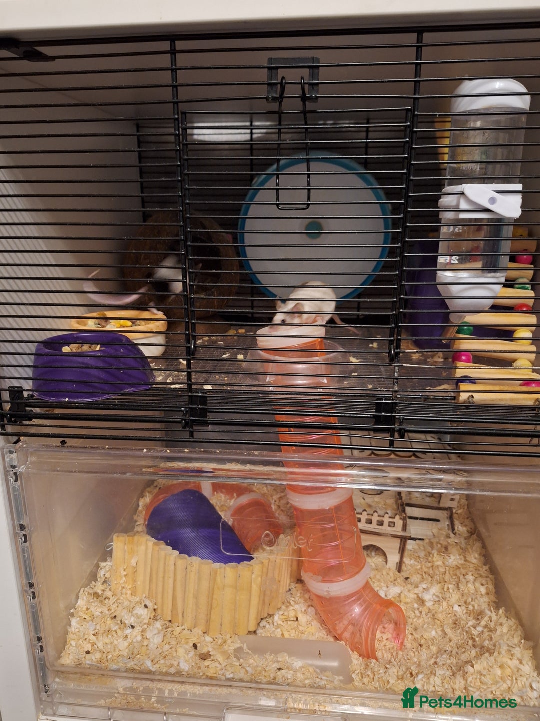 Mouse rodents for sale: 4 x female mice and cage  - Advert 8