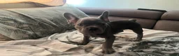 French Bulldog dogs for sale: 9 week old blue French bulldog  in Gravesend - Advert 13