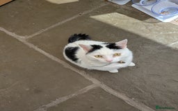 Mixed Breed cats for sale: Lovely lilo  - Image 2