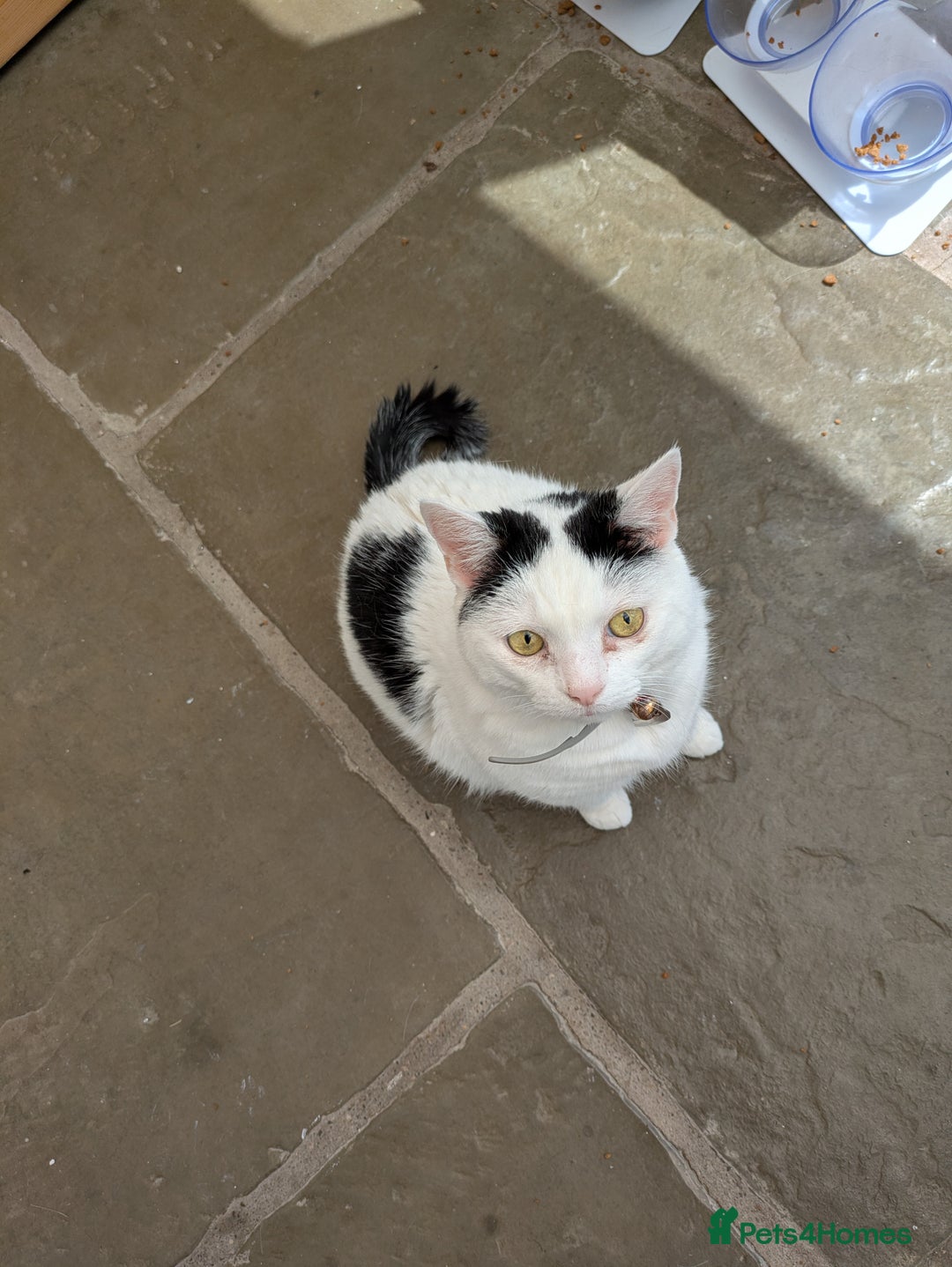 Mixed Breed cats for sale: Lovely lilo  - Image 2