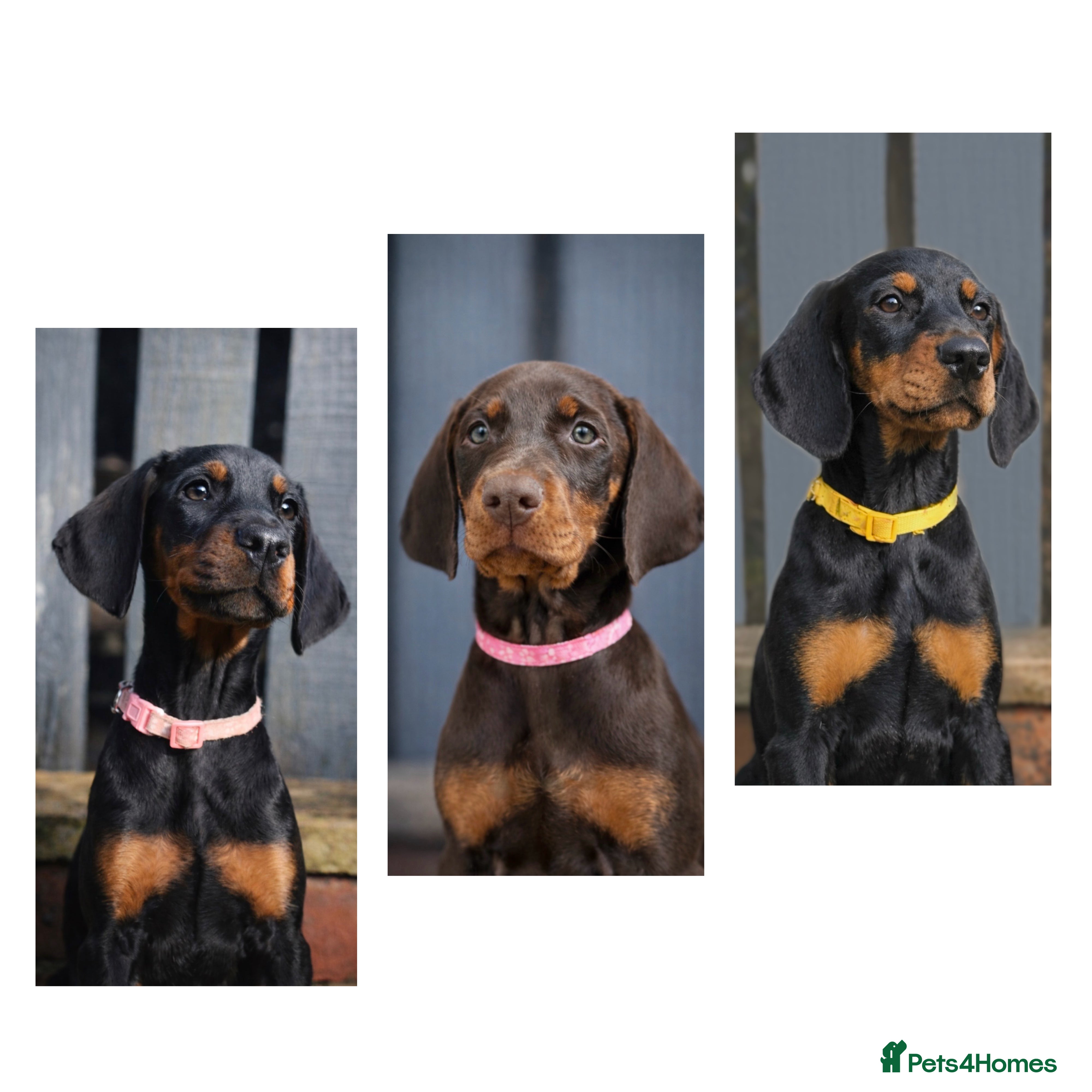 Dobermann dogs Top KC Registered Doberman Pups! 🩷 Ready NOW! 🩷 - Advert 4