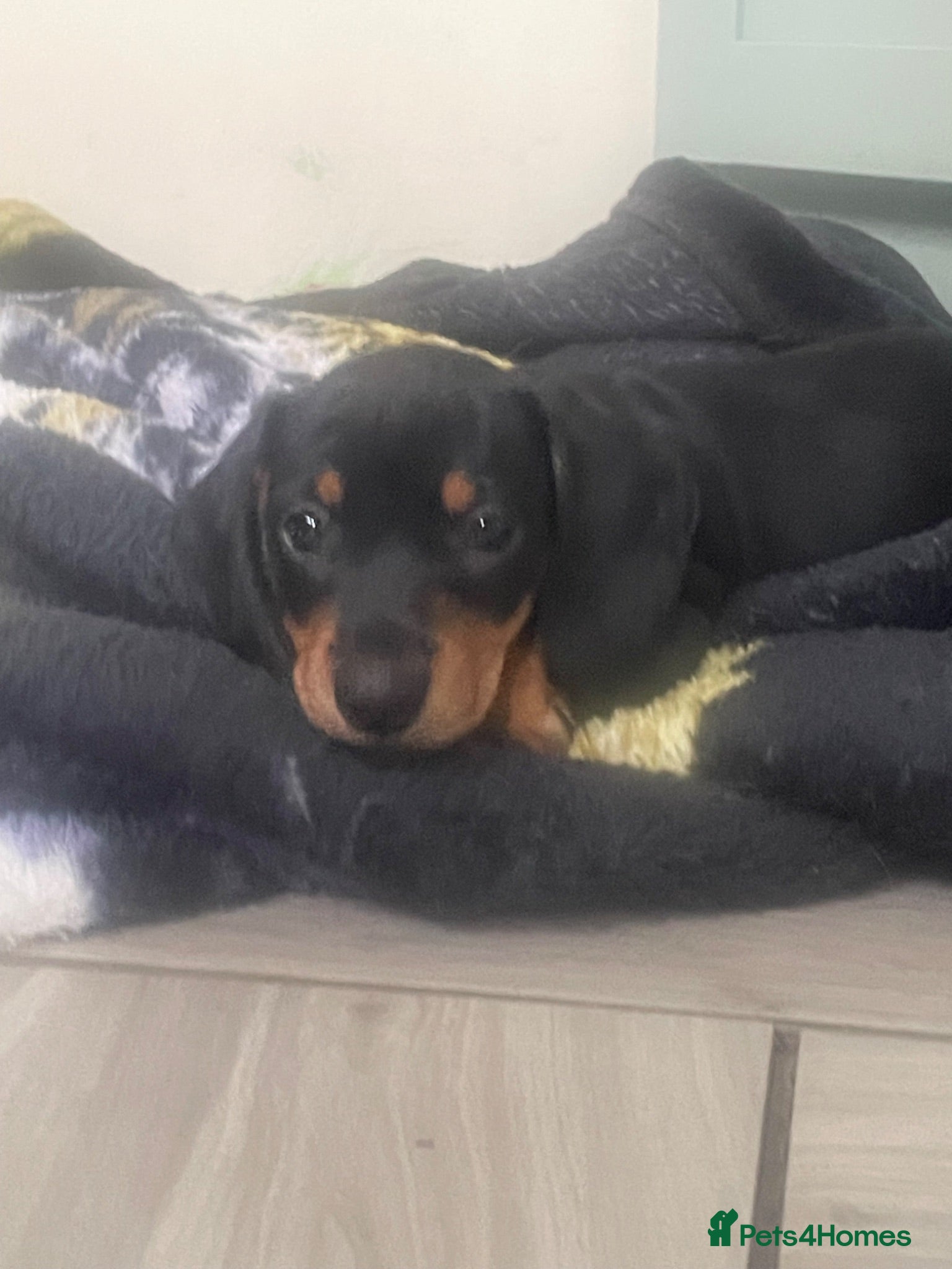 Dachshund dogs Beautiful sliver merle & Black and Tan dachshunds - Advert 10