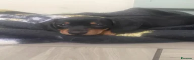 Dachshund 3