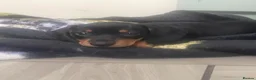 Dachshund dogs for sale: Beautiful sliver merle & Black and Tan dachshunds - Advert 1