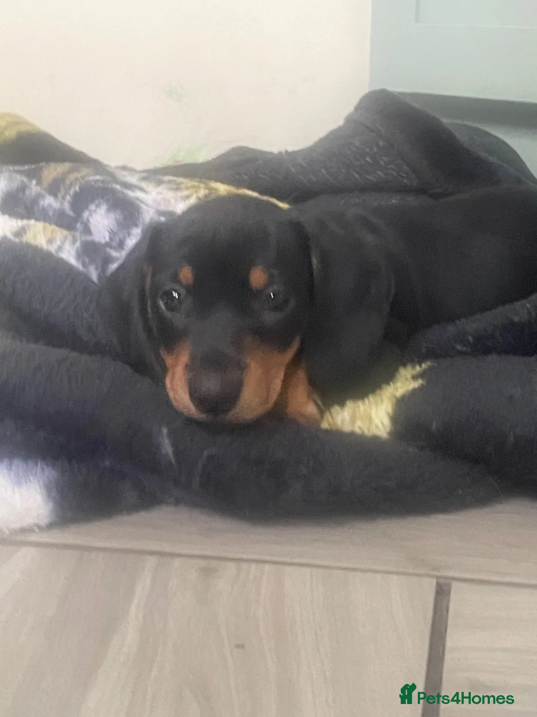 Dachshund dogs for sale: Beautiful sliver merle & Black and Tan dachshunds - Advert 1