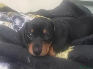 Dachshund dogs Beautiful sliver merle & Black and Tan dachshunds - Advert 4