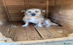Mixed Breed dogs for adoption: Charlotte approx 6 yr old. Available for adoption. - Image 7