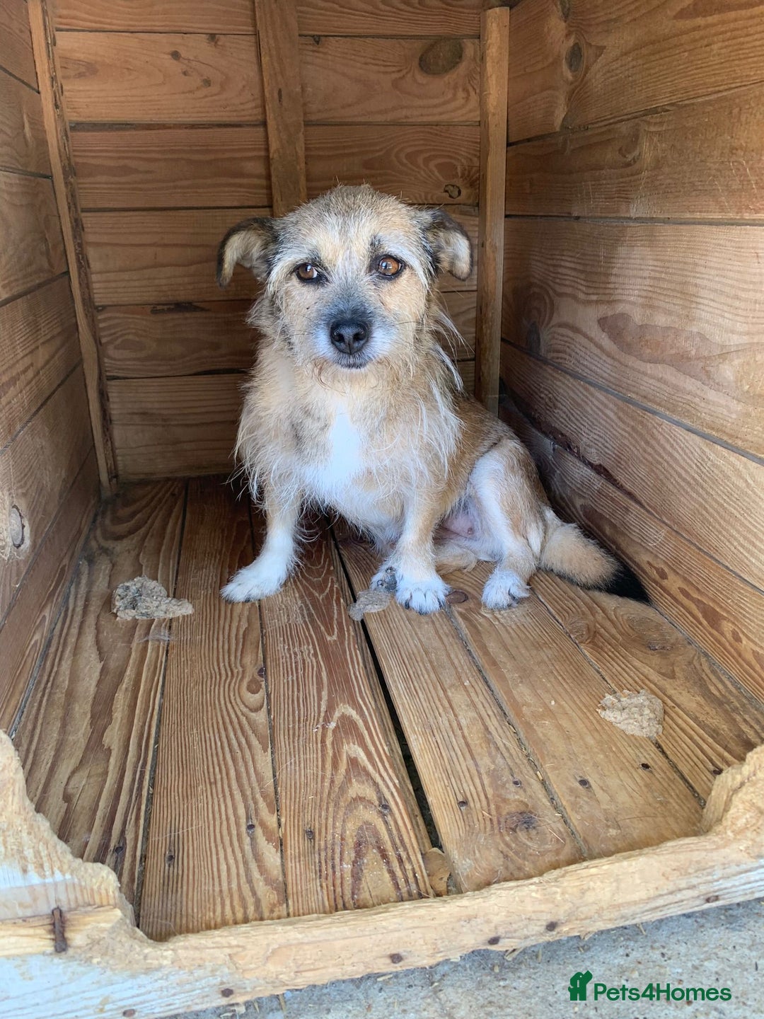 Mixed Breed dogs for adoption: Charlotte approx 6 yr old. Available for adoption. - Image 7