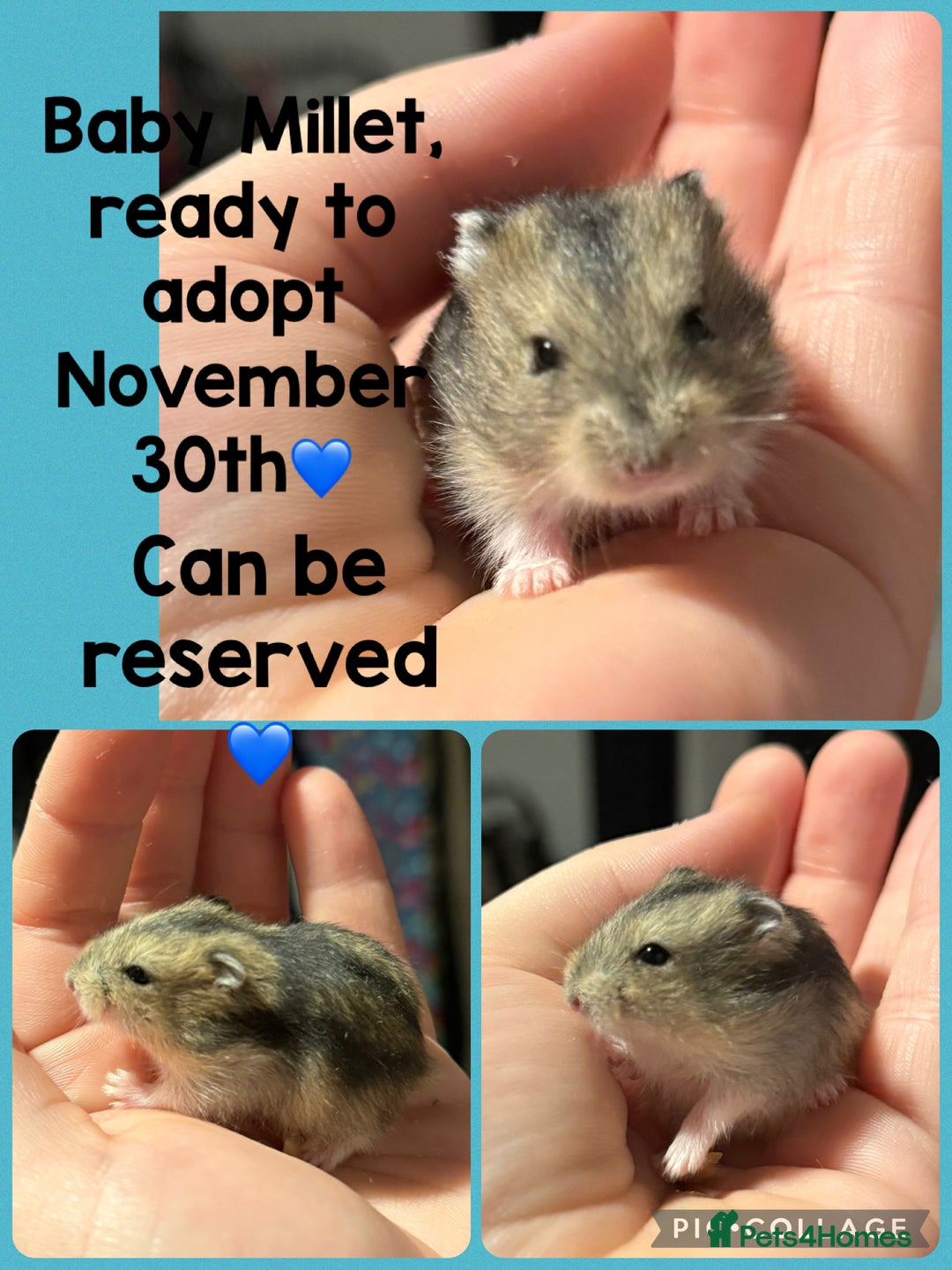 Hamster rodents for sale: Super sweet baby male dwarf hamster  - Advert 3