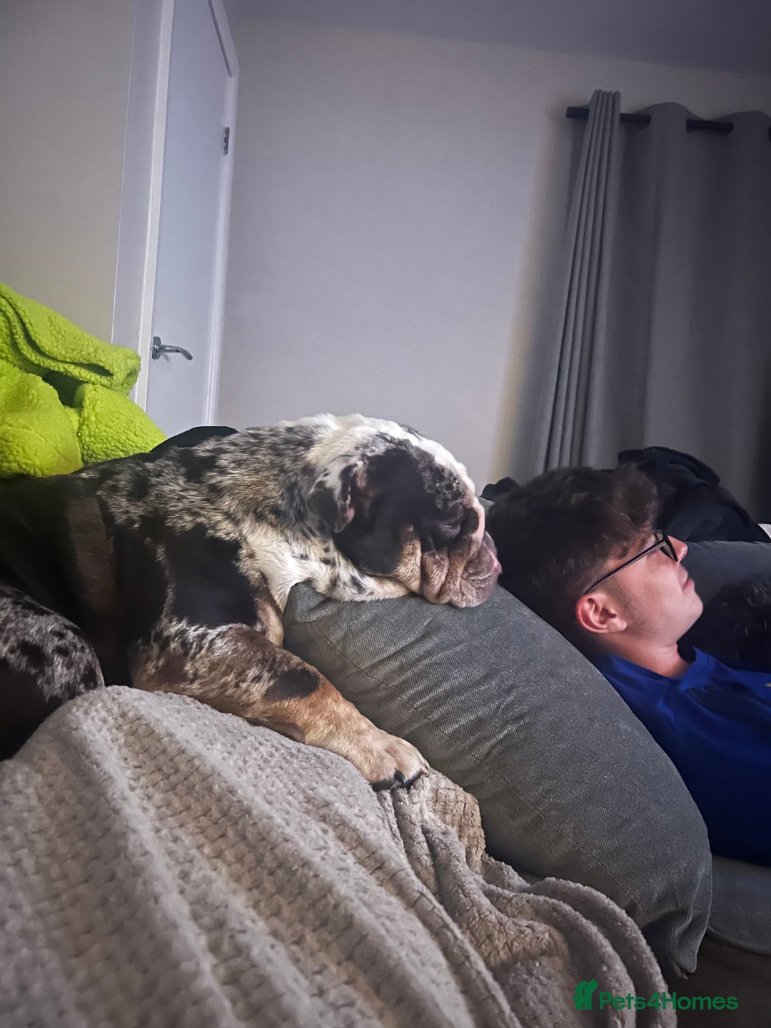 English Bulldog dogs for sale: British Bull Dog - Advert 6