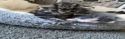 Mixed Breed cats for sale: Kittens for sale £100  in Sowerby Bridge - Advert 22