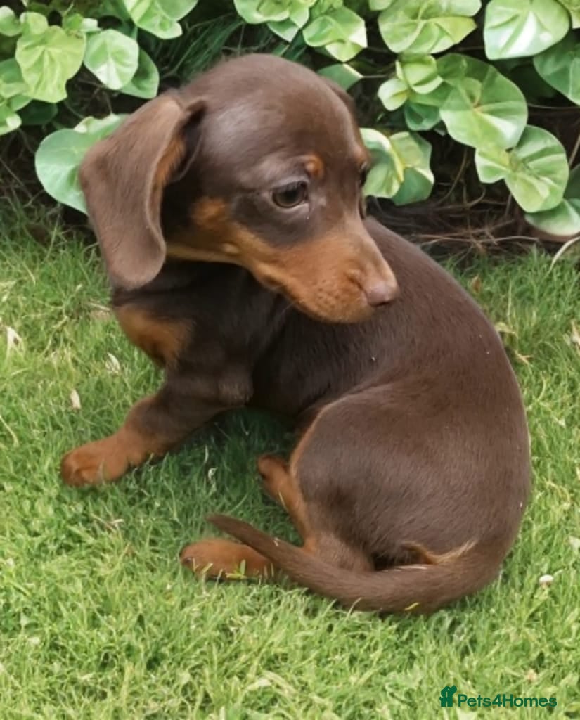 Miniature Dachshund dogs Last True Miniature PRA clear/KC Dachshunds   - Advert 8