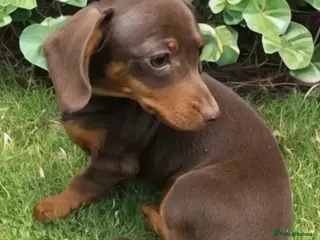 Miniature Dachshund dogs Last True Miniature PRA clear/KC Dachshunds - Advert 8