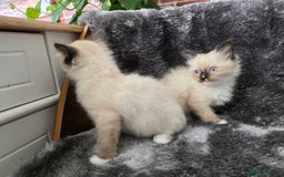 Ragdoll cats for sale: 2 male pure Ragdoll kittens ready now!  - Image 5