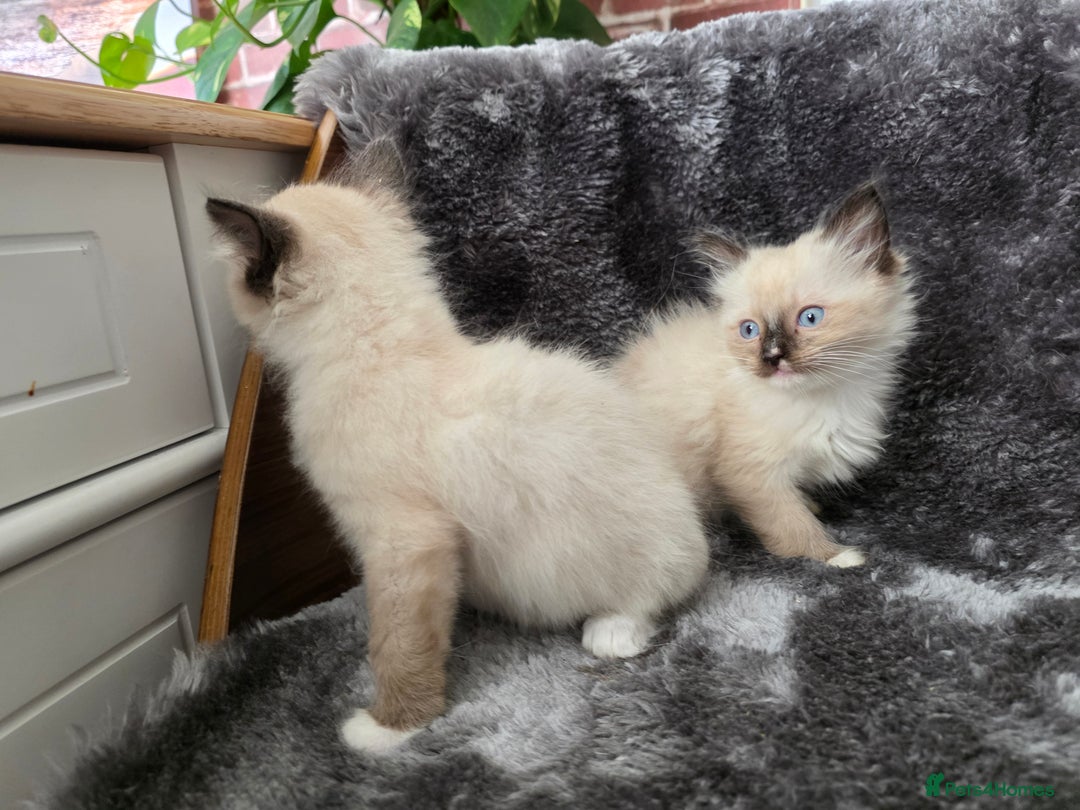 Ragdoll cats for sale: 2 male pure Ragdoll kittens ready now!  - Image 5