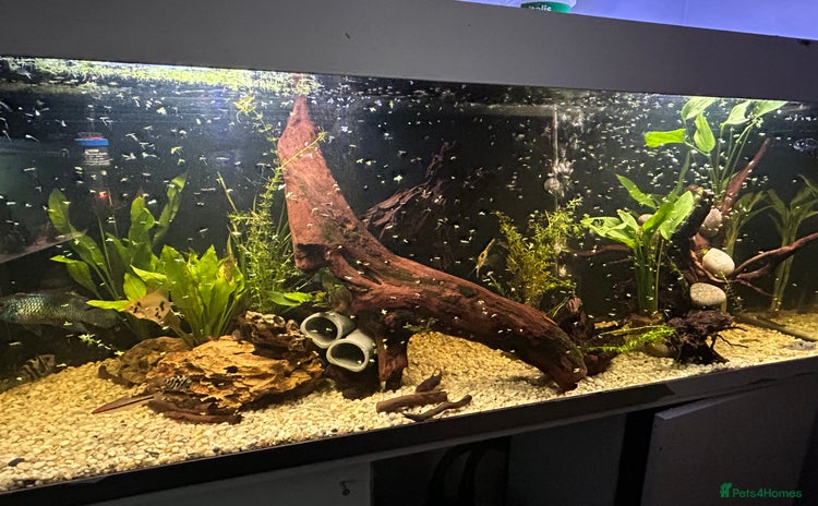 Other/Mixed Breed fish Tank + fish - Advert 1