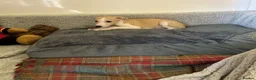 Whippet dogs for sale: Whippet in Doncaster - Advert 8