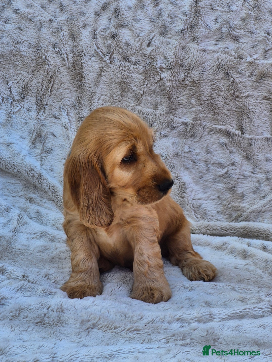 Cocker Spaniel dogs for sale: Kc reg Show Cocker Spaniels  - Image 4