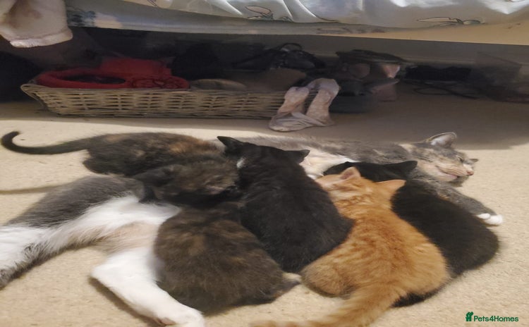 British Shorthair cats - Advert 9