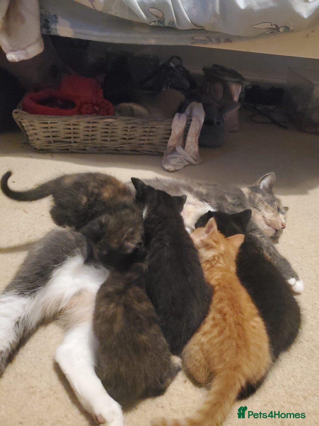 British Shorthair cats for sale: 5 kittens for sale  - Image 1