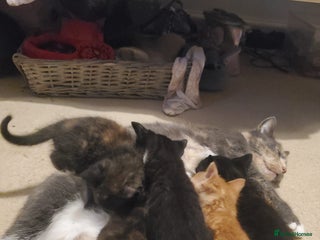 British Shorthair cats for sale - Advert 1