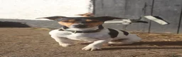 Jack Russell dogs for stud: STUD  - Advert 8