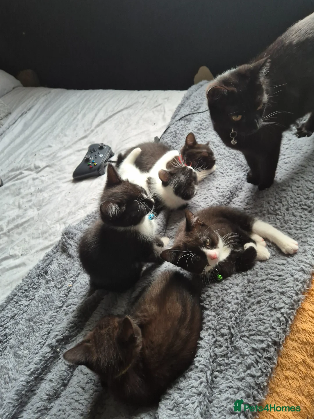 British Shorthair cats for sale: 5 British short hair kittens for sale - Advert 2