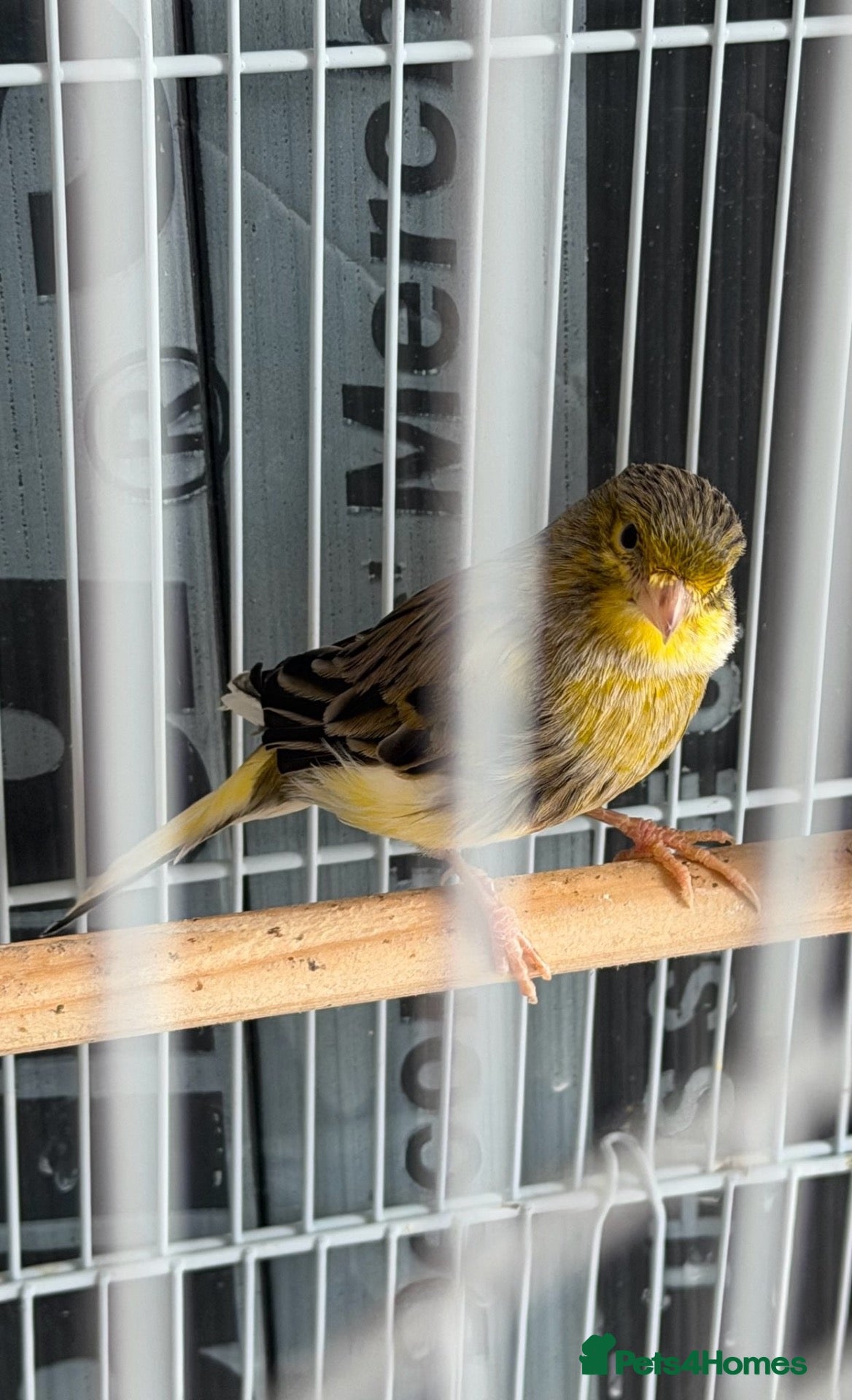 Canaries birds Beautiful canary for sale  - Advert 4