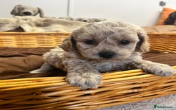Poochon dogs for sale: Stunning and gorgeous poochons  - Image 8