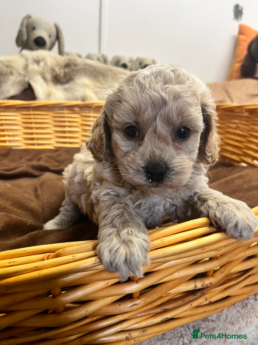 Poochon dogs for sale: Stunning and gorgeous poochons  - Image 8
