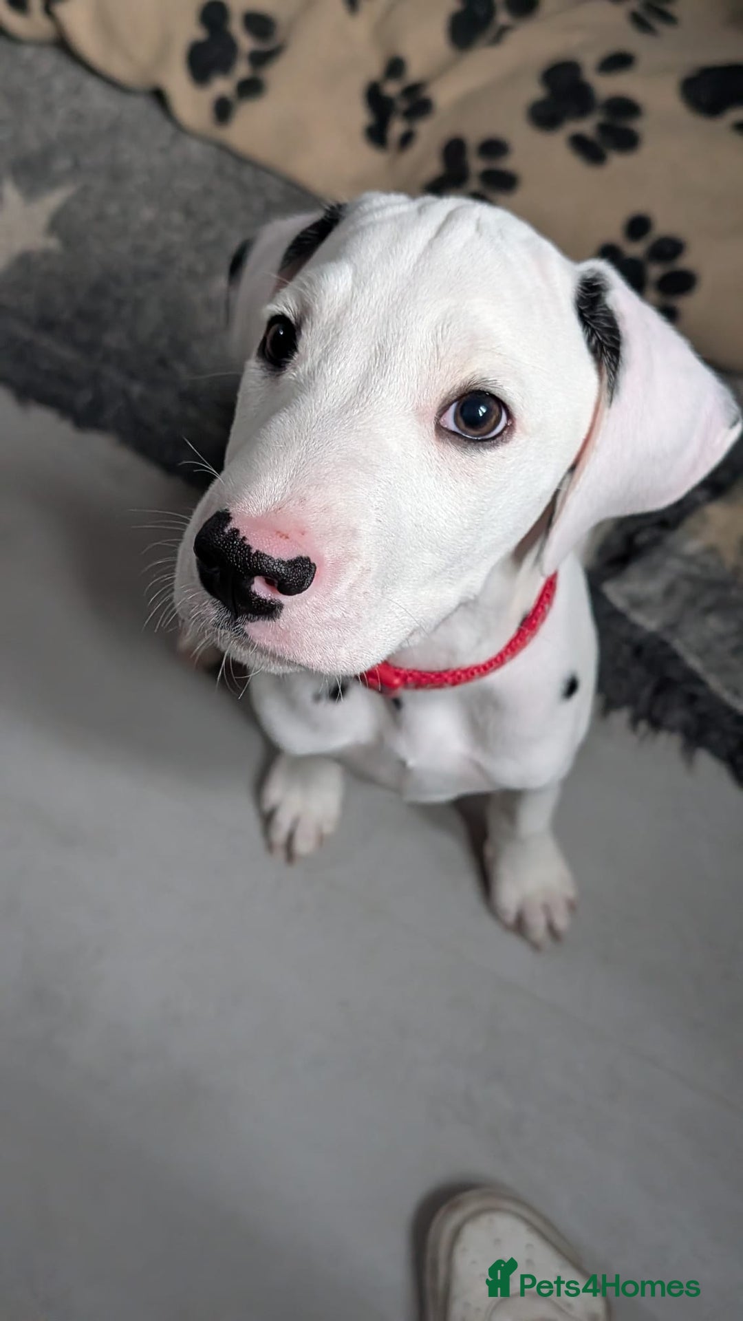 Dalmatian dogs for sale: Dalmatian puppies ready advert fully - Advert 18