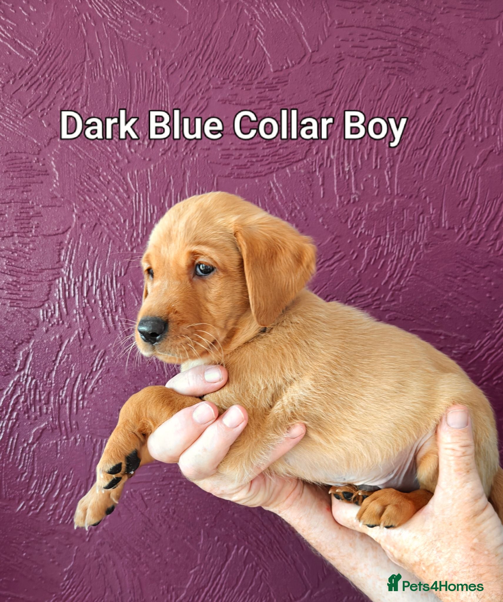 Labrador Retriever dogs Kc Reg Fox Red Labs From Health Tested Parents  - Advert 2