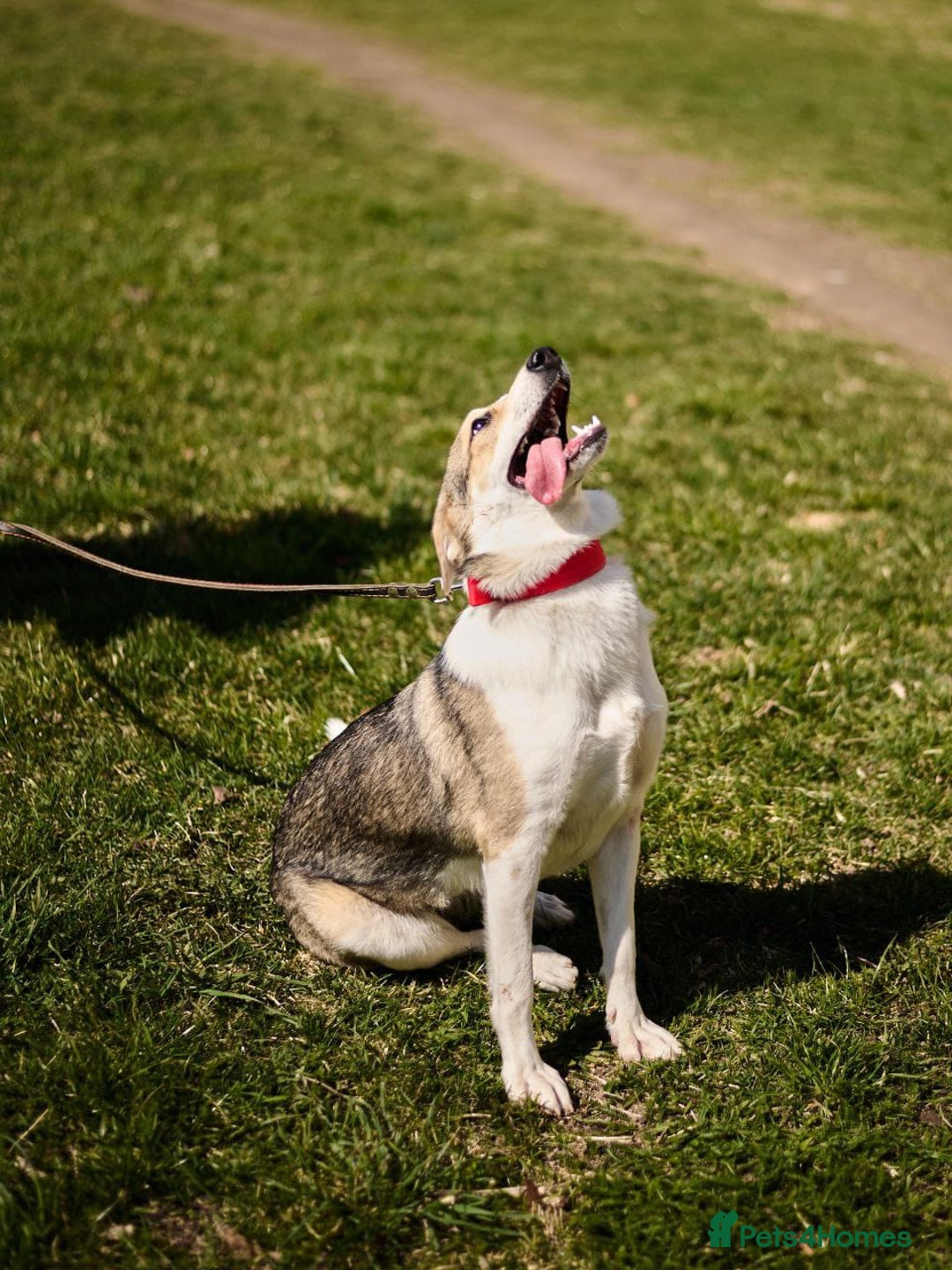 Mixed Breed dogs for adoption: 💖🐶 NINA 🐶💖 - Image 20