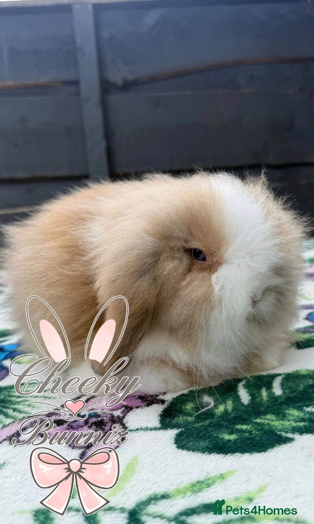 Mini Lion Lop rabbits for sale: Beautiful Mini Lion Lop Boys - Advert 1