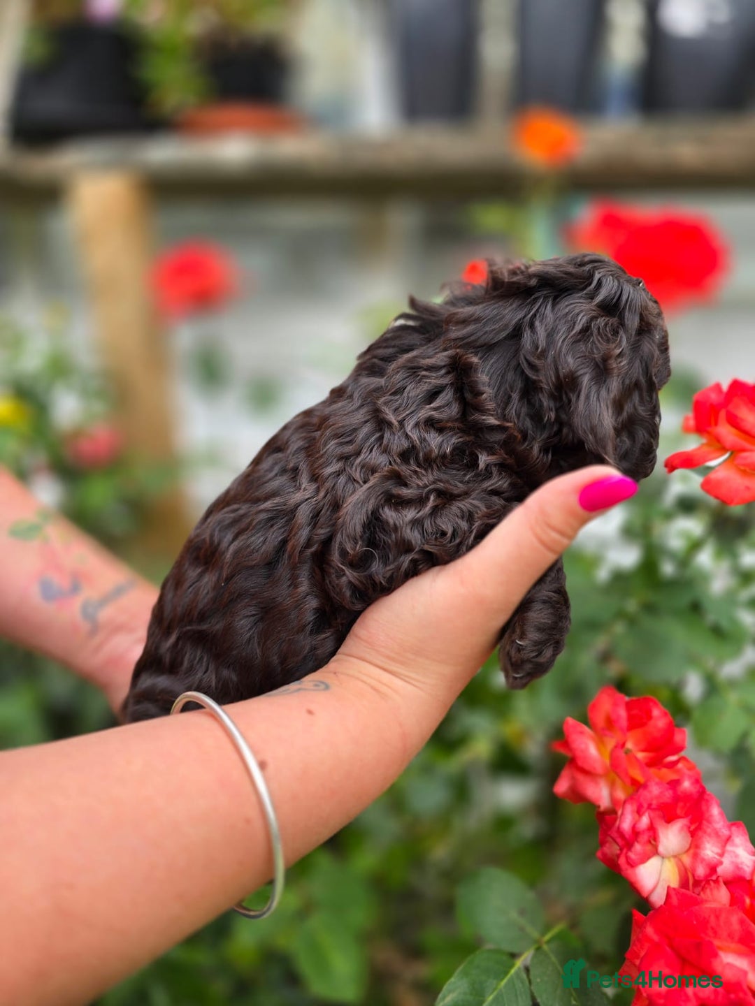 Cockapoo dogs for sale: F1 working cockapoo puppies - Image 8