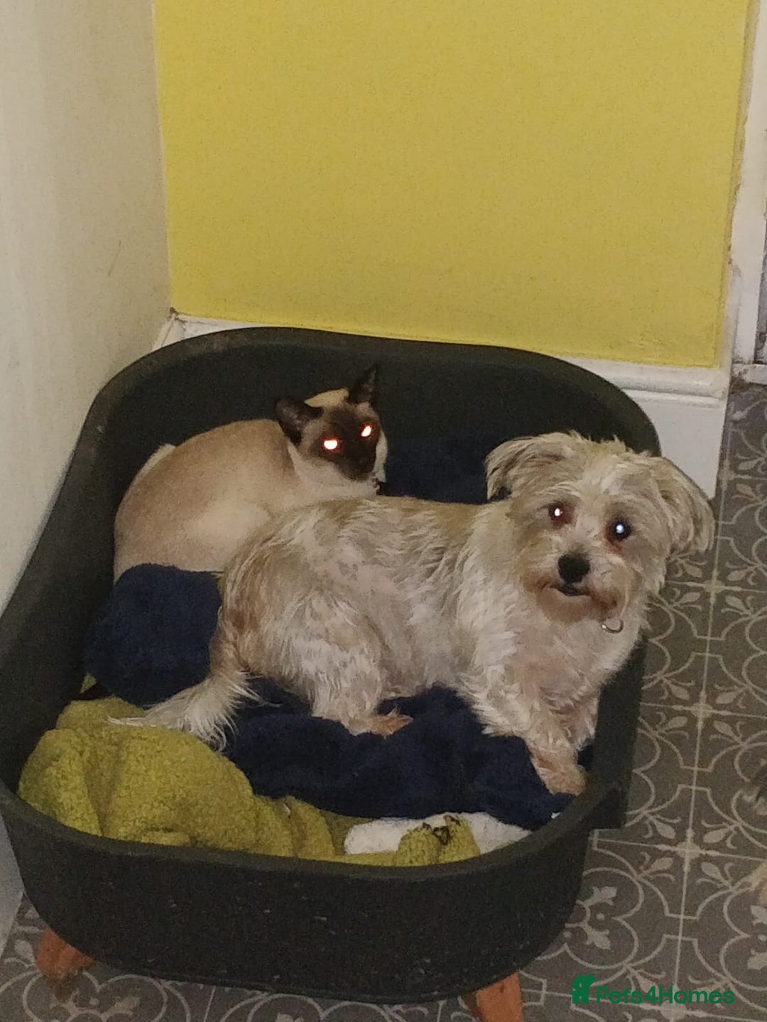 Shorkie dogs for sale: Mother and son for rehoming not puppies.  - Advert 7